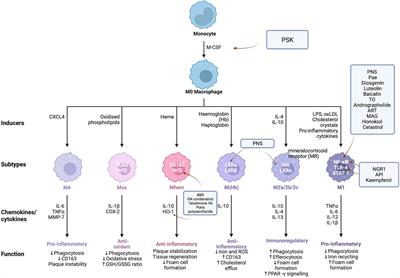 Natural drugs targeting inflammation pathways can be used to treat atherosclerosis